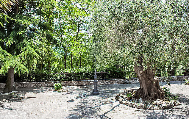 Olivo secolare - Photo 19